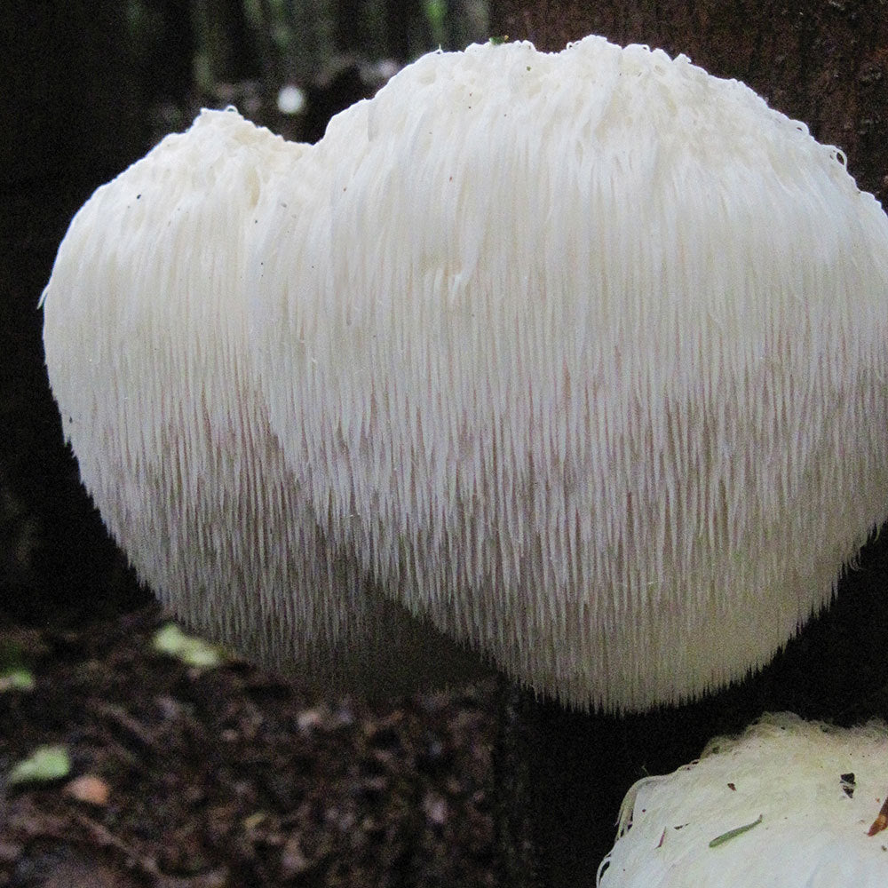 Unlocking the Power of Lion’s Mane: Brain-Boosting Benefits, Origins, and How It Works